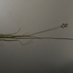 Juncus planifolius at Borough, NSW - suppressed