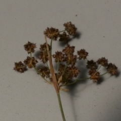 Juncus planifolius at Borough, NSW - 9 Dec 2022