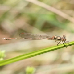 Austrolestes analis (Slender Ringtail) at O'Connor, ACT - 10 Dec 2022 by ConBoekel