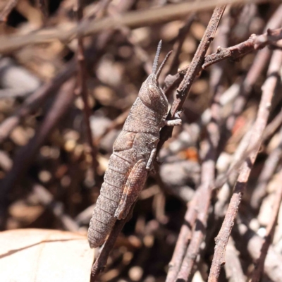 Pardillana limbata (Common Pardillana) at Dryandra St Woodland - 10 Dec 2022 by ConBoekel