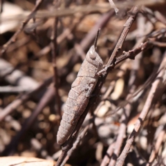 Pardillana limbata at O'Connor, ACT - 10 Dec 2022