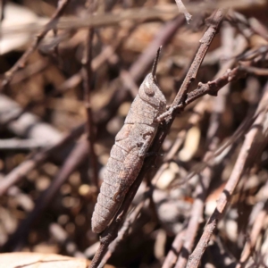 Pardillana limbata at O'Connor, ACT - 10 Dec 2022 12:32 PM