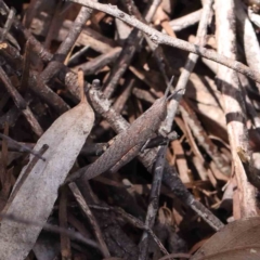 Pardillana limbata at O'Connor, ACT - 10 Dec 2022