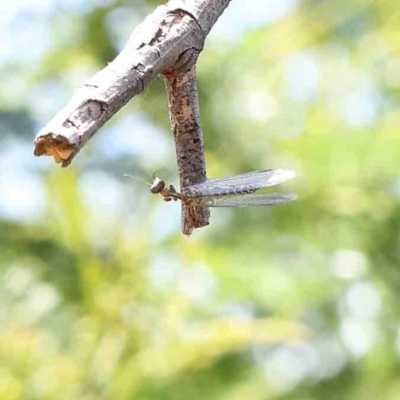 Mantispidae (family) (Unidentified mantisfly) at Dryandra St Woodland - 10 Dec 2022 by ConBoekel