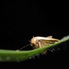 Unidentified Curved-horn moth (all Gelechioidea except Oecophoridae) at O'Connor, ACT - 10 Dec 2022 by ConBoekel