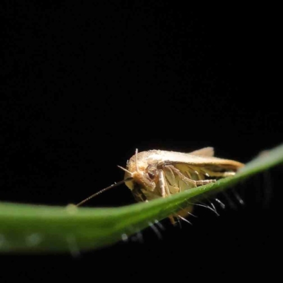 Unidentified Curved-horn moth (all Gelechioidea except Oecophoridae) at O'Connor, ACT - 10 Dec 2022 by ConBoekel