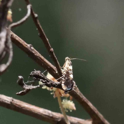 Glyphipterix chrysoplanetis (A Sedge Moth) at O'Connor, ACT - 10 Dec 2022 by ConBoekel