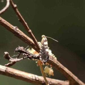 Glyphipterix chrysoplanetis at O'Connor, ACT - 10 Dec 2022