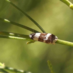 Halone sejuncta (Variable Halone) at Dryandra St Woodland - 10 Dec 2022 by ConBoekel