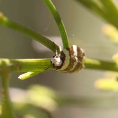 Halone sejuncta at O'Connor, ACT - 10 Dec 2022 11:52 AM