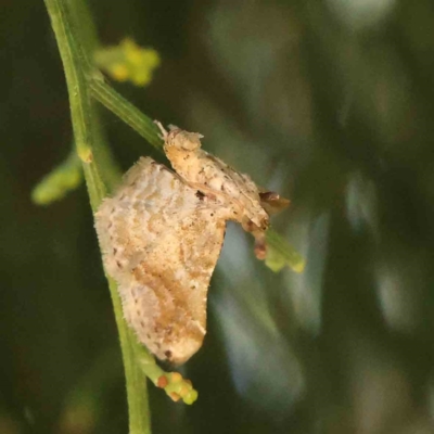 Gauna aegusalis (Pyraline moth) at Dryandra St Woodland - 10 Dec 2022 by ConBoekel