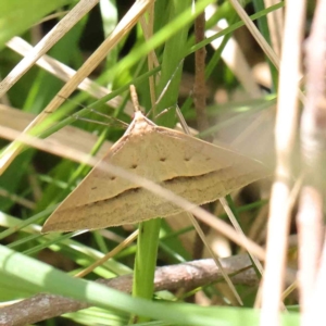 Epidesmia hypenaria at O'Connor, ACT - 10 Dec 2022 12:15 PM