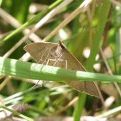 Epidesmia hypenaria at O'Connor, ACT - 10 Dec 2022 12:15 PM