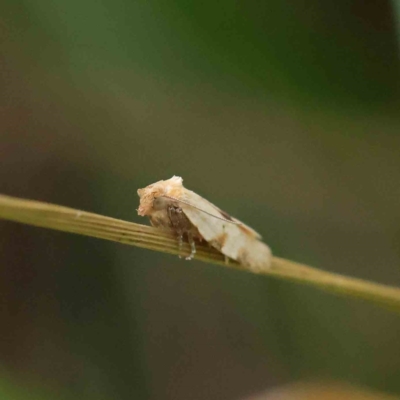 Merophyas divulsana (Lucerne Leafroller) at Dryandra St Woodland - 10 Dec 2022 by ConBoekel