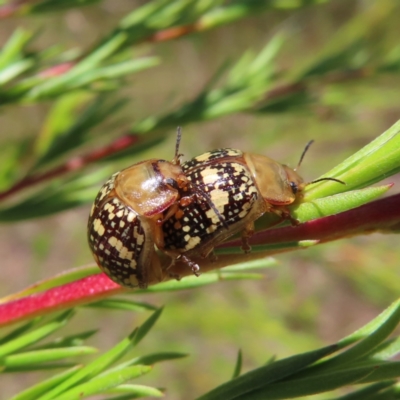 Paropsis pictipennis (Tea-tree button beetle) at Pine Island to Point Hut - 10 Dec 2022 by MatthewFrawley