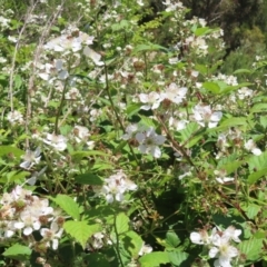 Rubus anglocandicans (Blackberry) at Pine Island to Point Hut - 10 Dec 2022 by MatthewFrawley