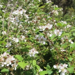 Rubus anglocandicans at Paddys River, ACT - 10 Dec 2022