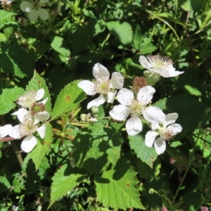 Rubus anglocandicans at Paddys River, ACT - 10 Dec 2022 01:40 PM