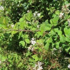 Rubus anglocandicans at Paddys River, ACT - 10 Dec 2022