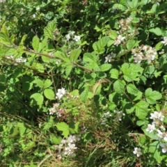 Rubus anglocandicans at Paddys River, ACT - 10 Dec 2022