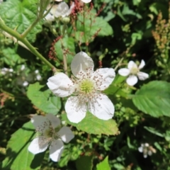 Rubus anglocandicans at Paddys River, ACT - 10 Dec 2022 01:40 PM