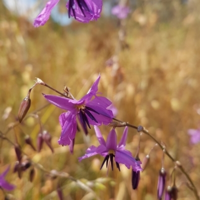 Arthropodium fimbriatum (Nodding Chocolate Lily) at Tuggeranong Hill - 10 Dec 2022 by VeraKurz