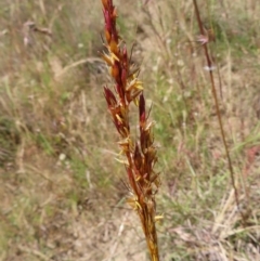 Sorghum leiocladum (Wild Sorghum) at Pine Island to Point Hut - 10 Dec 2022 by MatthewFrawley