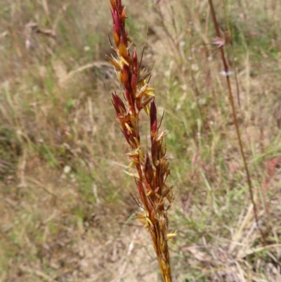 Sorghum leiocladum (Wild Sorghum) at Paddys River, ACT - 10 Dec 2022 by MatthewFrawley