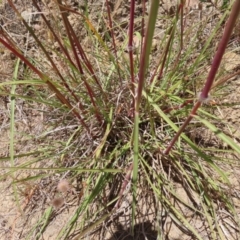 Sorghum leiocladum at Paddys River, ACT - 10 Dec 2022 01:42 PM