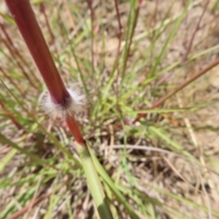 Sorghum leiocladum at Paddys River, ACT - 10 Dec 2022