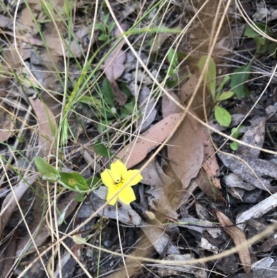 Goodenia hederacea (Ivy Goodenia) at Bruce, ACT - 3 Dec 2022 by jgiacon