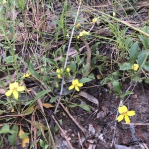 Goodenia hederacea at Bruce, ACT - 4 Dec 2022