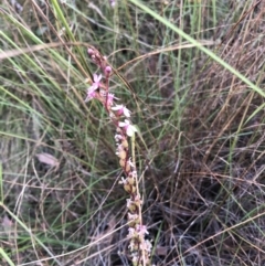 Stylidium (genus) (Trigger Plant) at Bruce, ACT - 4 Dec 2022 by JohnGiacon