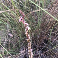 Stylidium sp. (Trigger Plant) at Bruce, ACT - 4 Dec 2022 by JohnGiacon