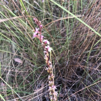 Stylidium sp. (Trigger Plant) at Bruce, ACT - 3 Dec 2022 by jgiacon