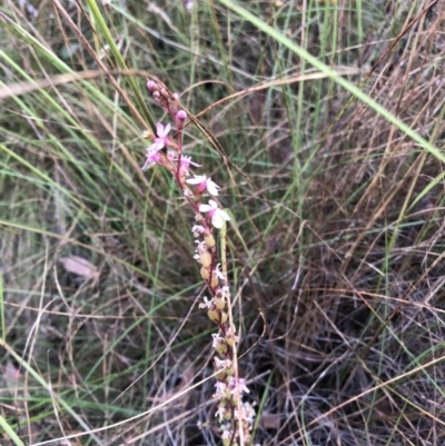Stylidium (genus) (Trigger Plant) at Bruce, ACT - 4 Dec 2022 by JohnGiacon