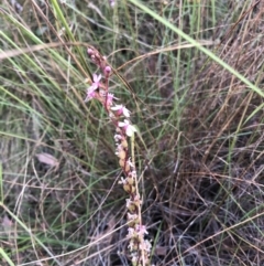 Stylidium sp. (Trigger Plant) at Bruce, ACT - 3 Dec 2022 by jgiacon