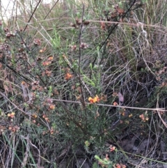 Dillwynia sericea (Egg And Bacon Peas) at Gossan Hill - 3 Dec 2022 by jgiacon