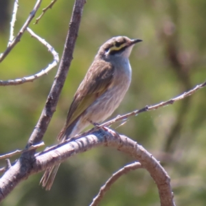 Caligavis chrysops at Paddys River, ACT - 10 Dec 2022