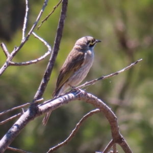 Caligavis chrysops at Paddys River, ACT - 10 Dec 2022