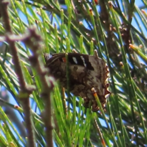 Ogyris amaryllis at Paddys River, ACT - 10 Dec 2022