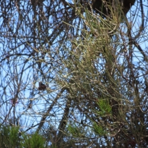 Ogyris amaryllis at Paddys River, ACT - 10 Dec 2022