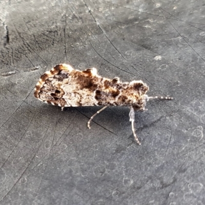 Arrade destituta (Hypeninae) at Yass River, NSW - 10 Dec 2022 by SenexRugosus