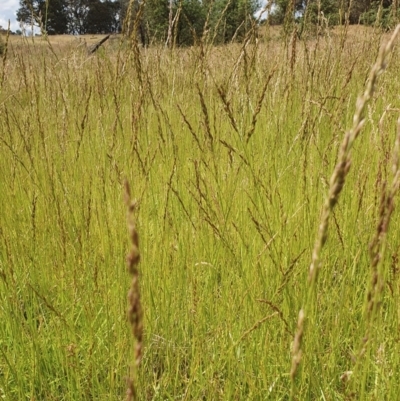 Festuca arundinacea (Tall Fescue) at Yass River, NSW - 5 Dec 2022 by SenexRugosus