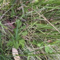 Geum urbanum (Herb Bennet) at Tennent, ACT - 9 Dec 2022 by chromo