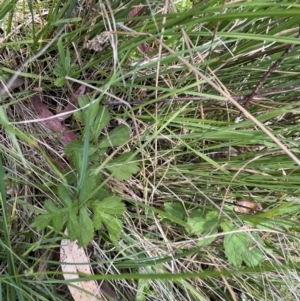 Geum urbanum at Tennent, ACT - 9 Dec 2022 12:58 PM