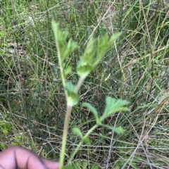 Geum urbanum at Tennent, ACT - 9 Dec 2022 12:58 PM