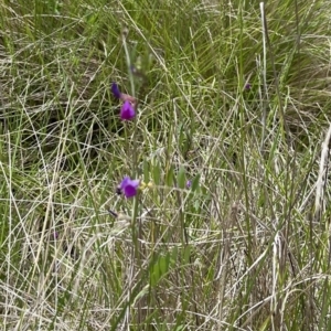 Vicia sativa at Tennent, ACT - 9 Dec 2022 12:27 PM