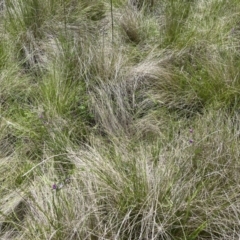 Vicia sativa at Tennent, ACT - 9 Dec 2022