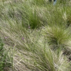 Vicia sativa at Tennent, ACT - 9 Dec 2022 12:27 PM